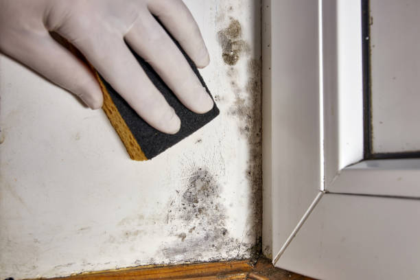 Asbestos and Lead Testing During Mold Inspection in Kinston, NC